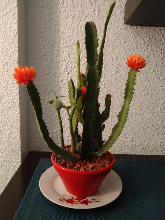 Apartamento Etxe Morea, Casco Historico ベルメオ エクステリア 写真